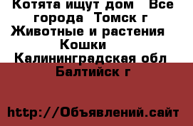 Котята ищут дом - Все города, Томск г. Животные и растения » Кошки   . Калининградская обл.,Балтийск г.
